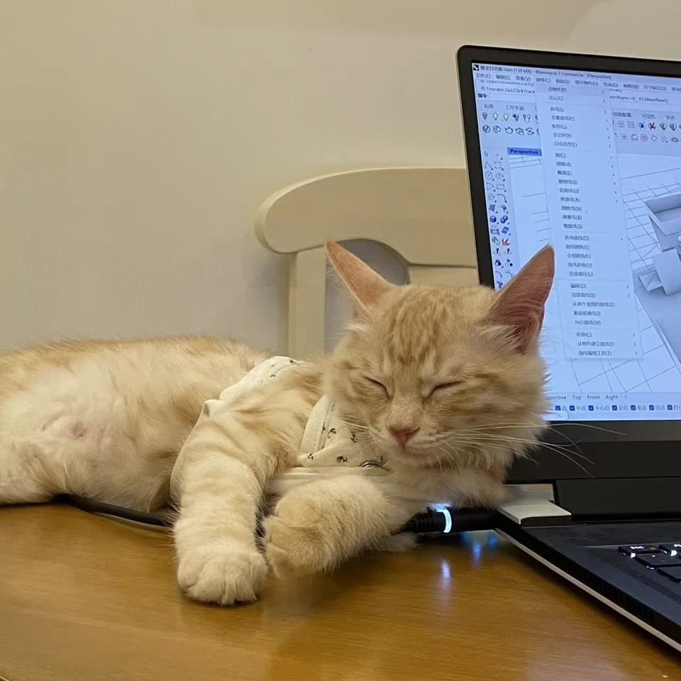 Puffy asleep beside an open laptop in the studio